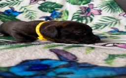 Mixed Breed dogs for sale: Beautiful Daffys - staffy cross dachshund  - Image 23