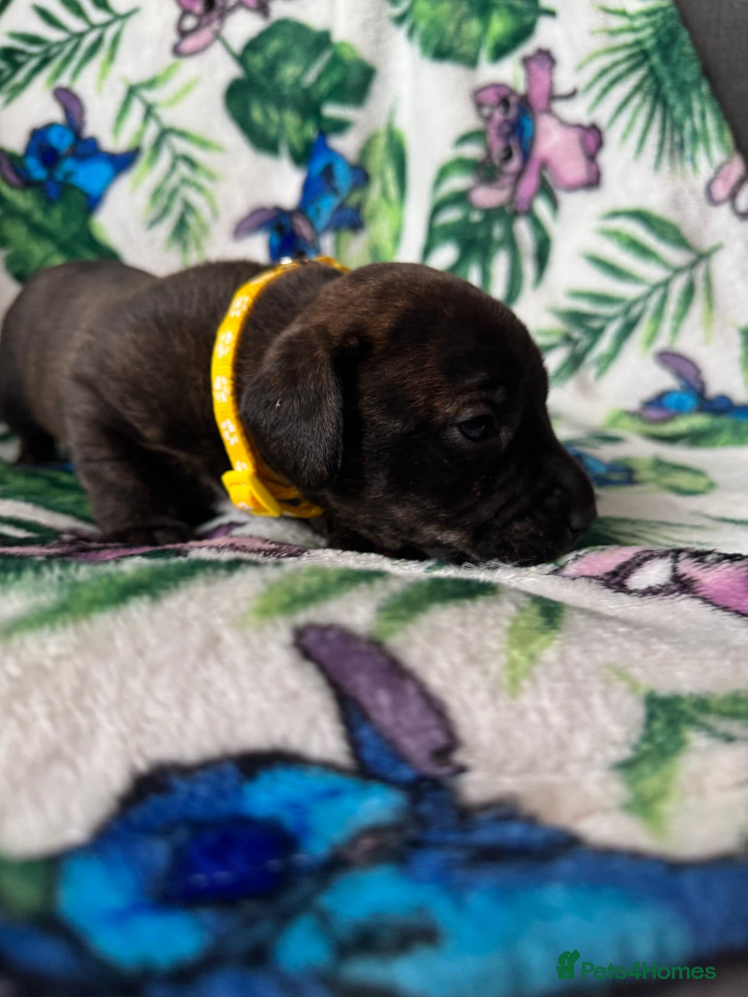 Mixed Breed dogs for sale: Beautiful Daffys - staffy cross dachshund  - Image 23