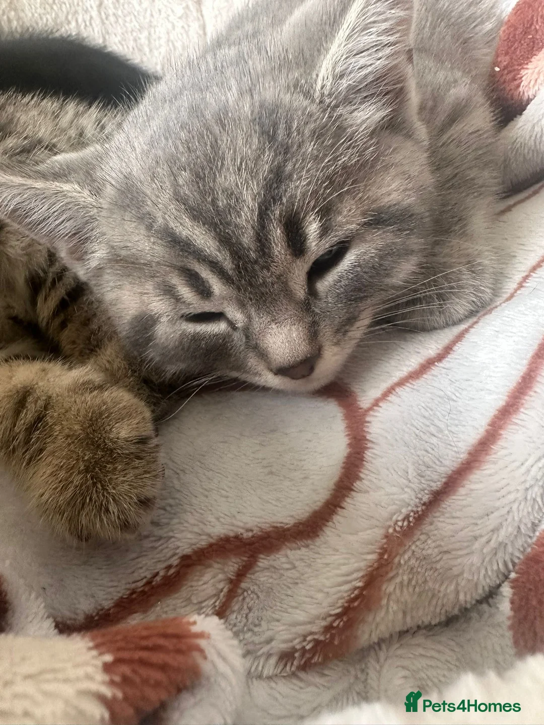 British Shorthair cats for sale: Grey British shorthair tabby - Advert 9