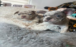 French Bulldog dogs for sale: Stunning Newshade French Bulldog Puppies - Image 2