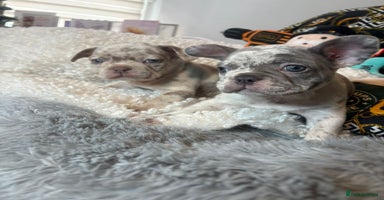 French Bulldog dogs - Advert 6