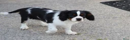 Cavalier King Charles Spaniel dogs for sale: Beautiful Cavalier King Charles Spaniel male  - Advert 29