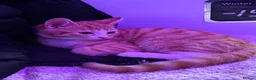 Domestic Shorthair cats for sale: Kittens  - Advert 11