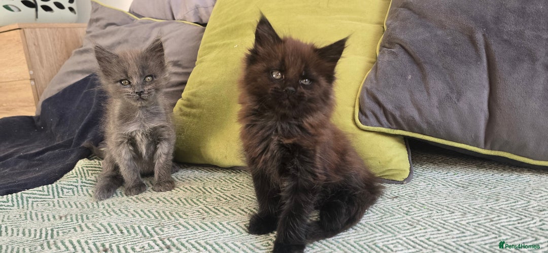 Maine Coon cats for sale: Maine coon girls - Advert 6