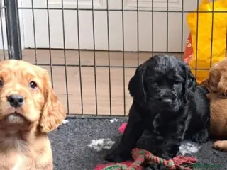 Cocker Spaniel dogs Quality working cocker puppies - Advert 5