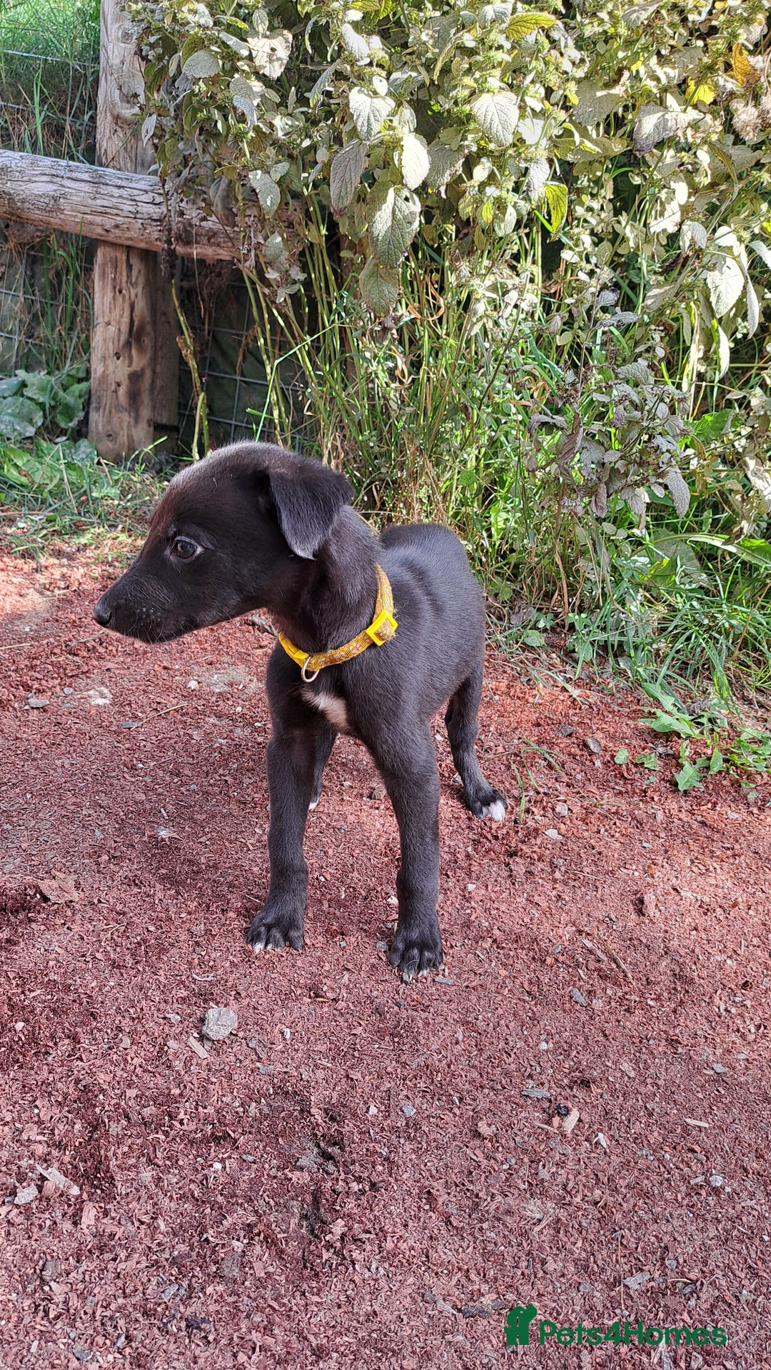 Greyhound dogs for sale: 💙READY TO GO💙 1 pup left - Irish Greyhound  - Image 5
