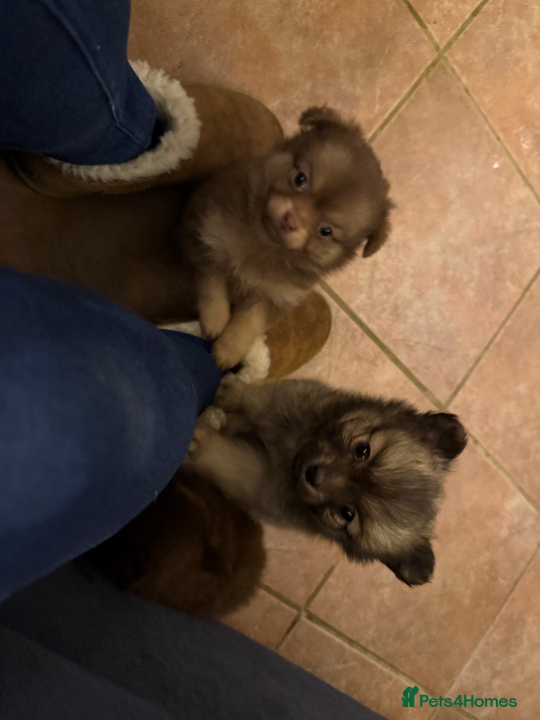 Pomchi dogs for sale: 💙 2 longhair Boys Left 💙 - Advert 9