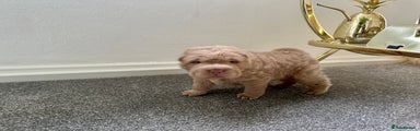 Shar Pei Puppy 2