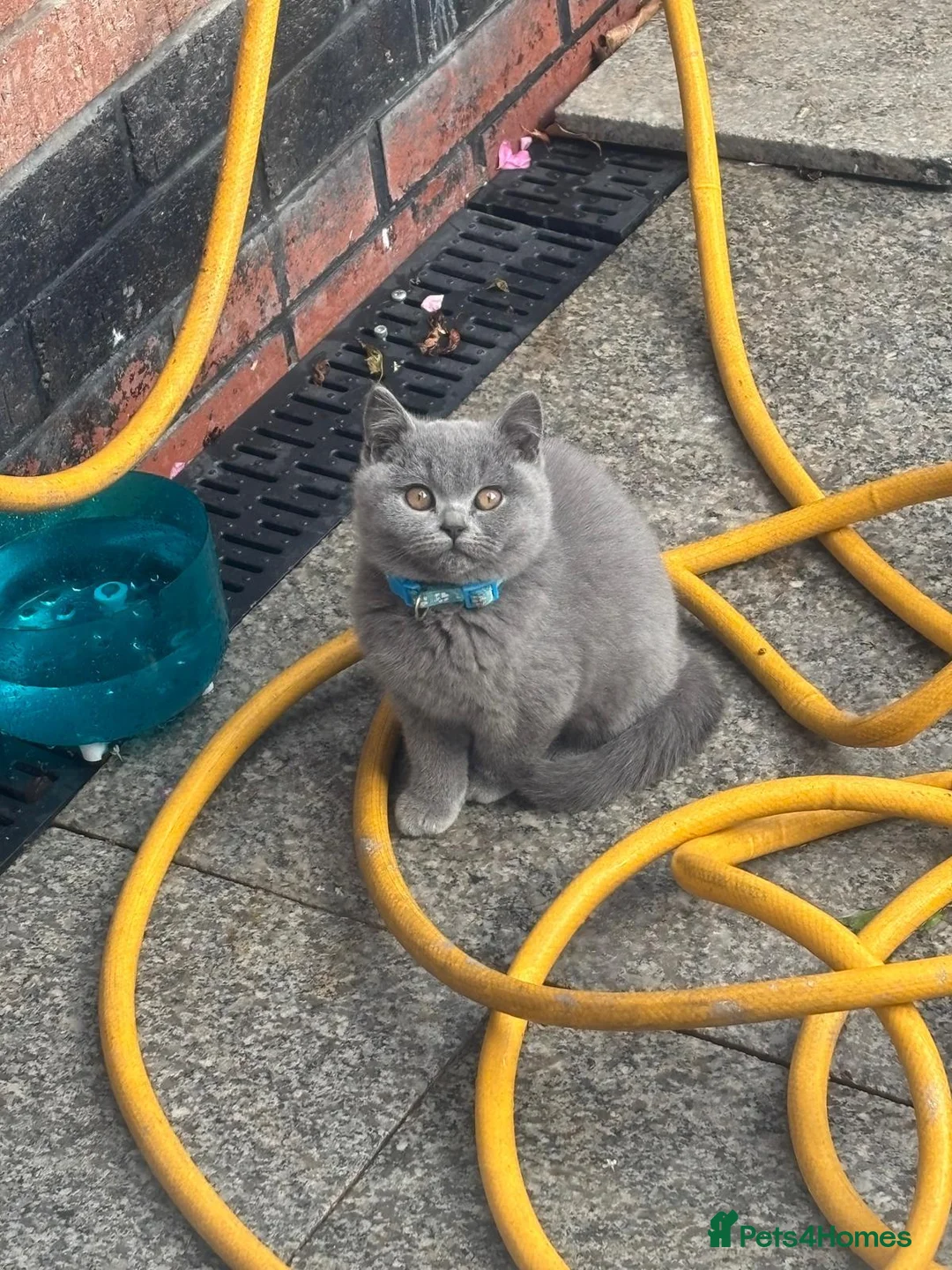 British Shorthair cats for sale: GCCF British shorthair kittens  - Advert 2