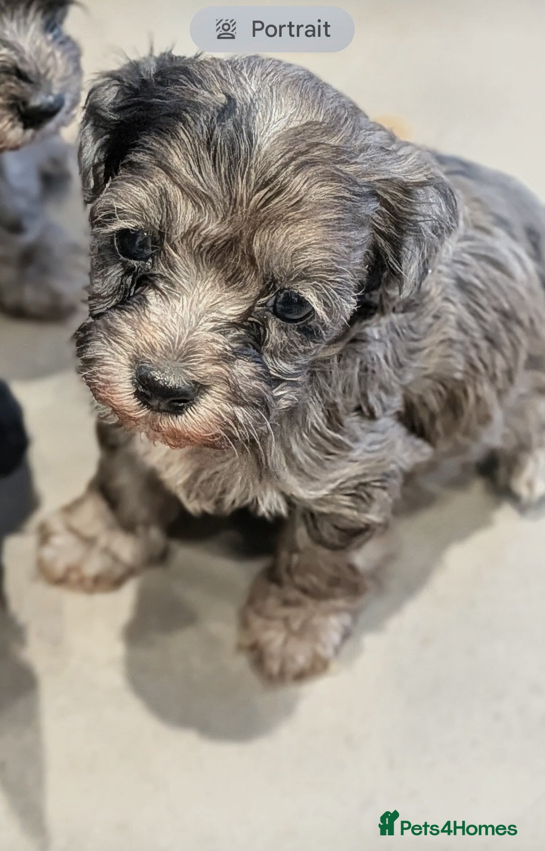 Maltipoo dogs MALTIPOO F1 - Advert 2