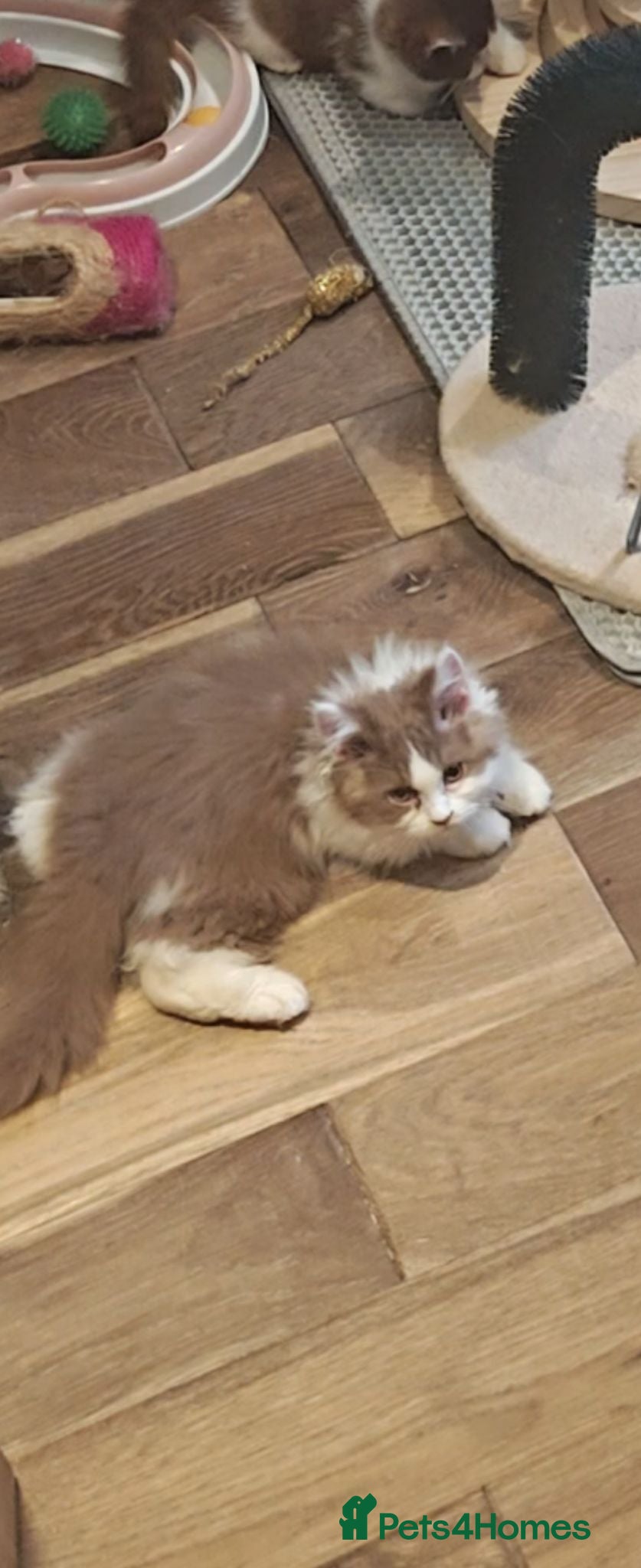 British Longhair cats British longhair boys  - Advert 15