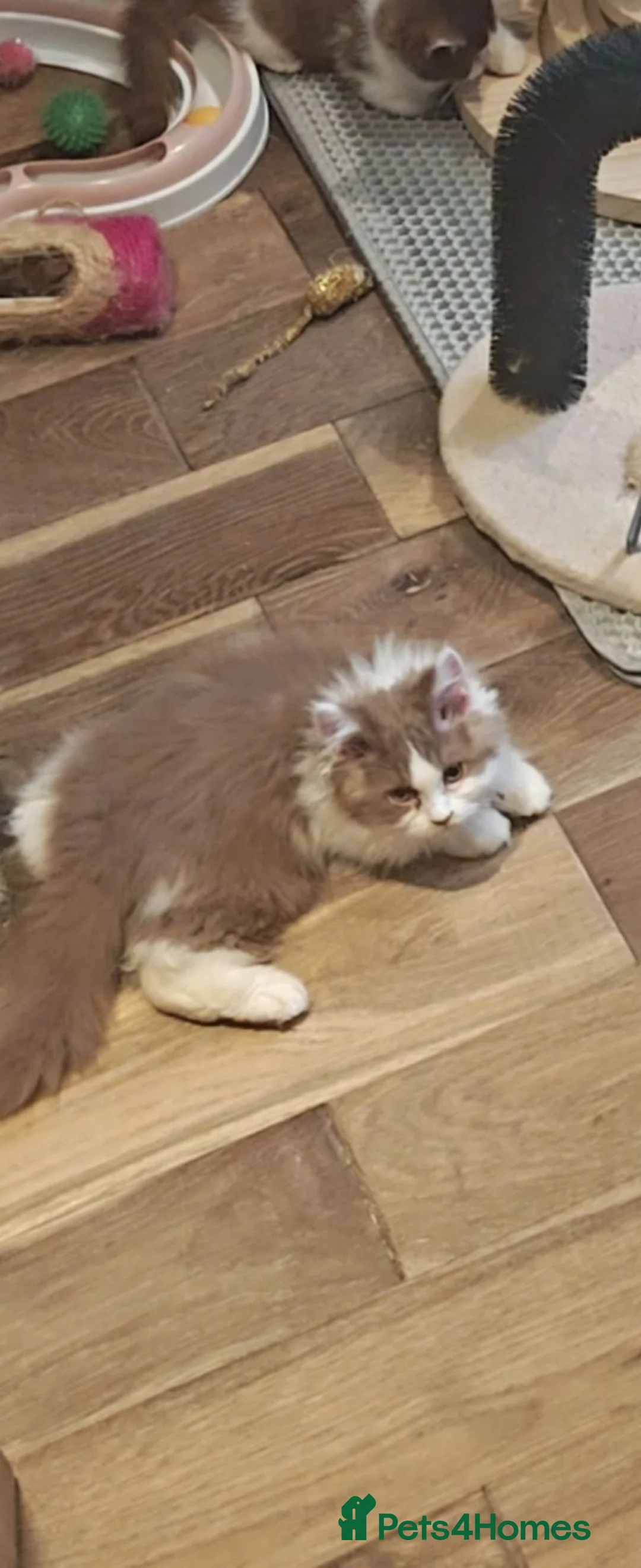 British Longhair cats for sale: British longhair boys  - Advert 2