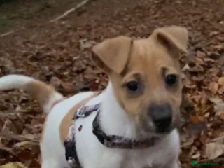 Jack Russell dogs Traditional small type Jack Russell girl puppy - Advert 1