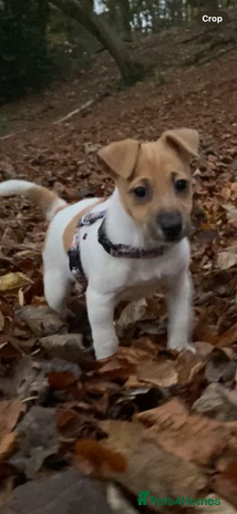 Jack Russell dogs Traditional small type Jack Russell girl puppy - Advert 1