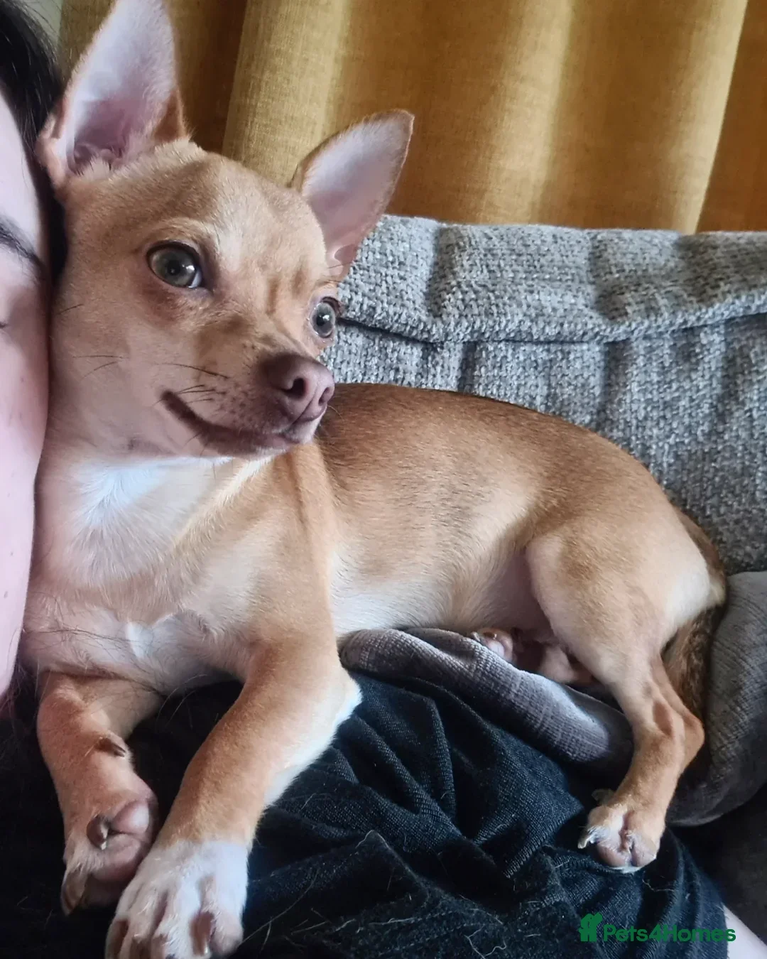 Chihuahua dogs for stud: Proven Fawn Chihuahua Stud - Advert 1