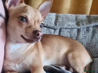 Chihuahua dogs Proven Fawn Chihuahua Stud - Advert 1