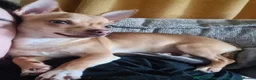 Chihuahua dogs for stud: Proven Fawn Chihuahua Stud - Advert 1