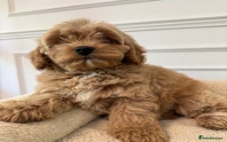 Cavapoo dogs for sale: Cavapoo puppy’s Extensively health tested parents - Image 4