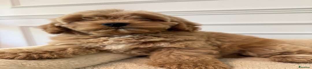 Cavapoo Puppy 2