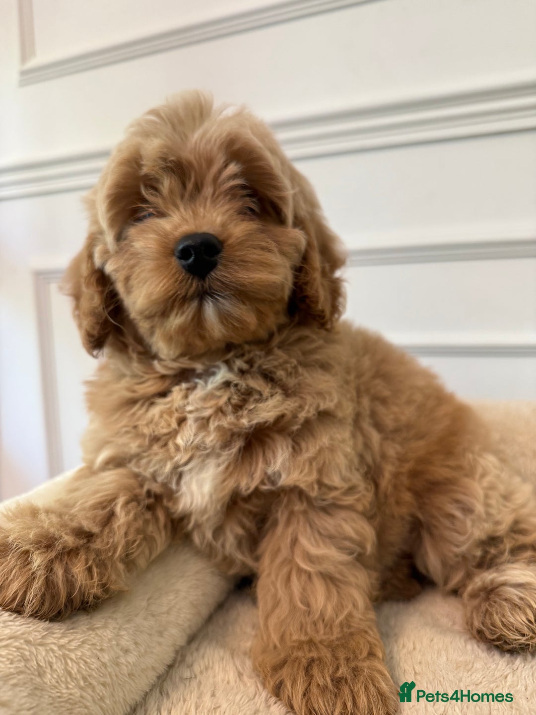 Cavapoo dogs for sale: Cavapoo puppy’s Extensively health tested parents - Image 4