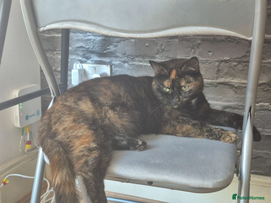 Mixed Breed cats for sale: CHONKY IN NEED OF A GOOD HOME - Advert 2