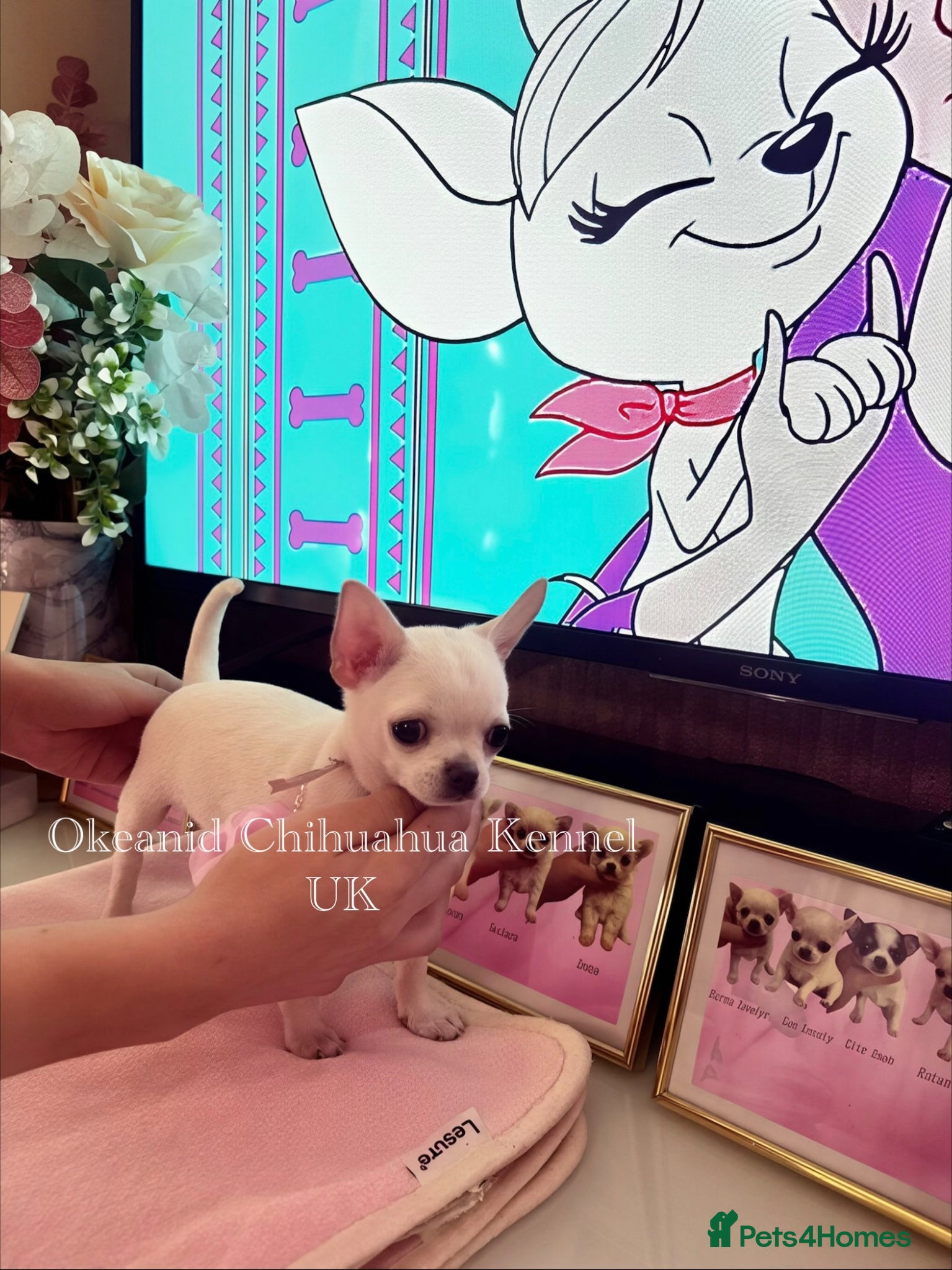 Chihuahua dogs Beautiful KC registered Chihuahua puppies - Advert 16