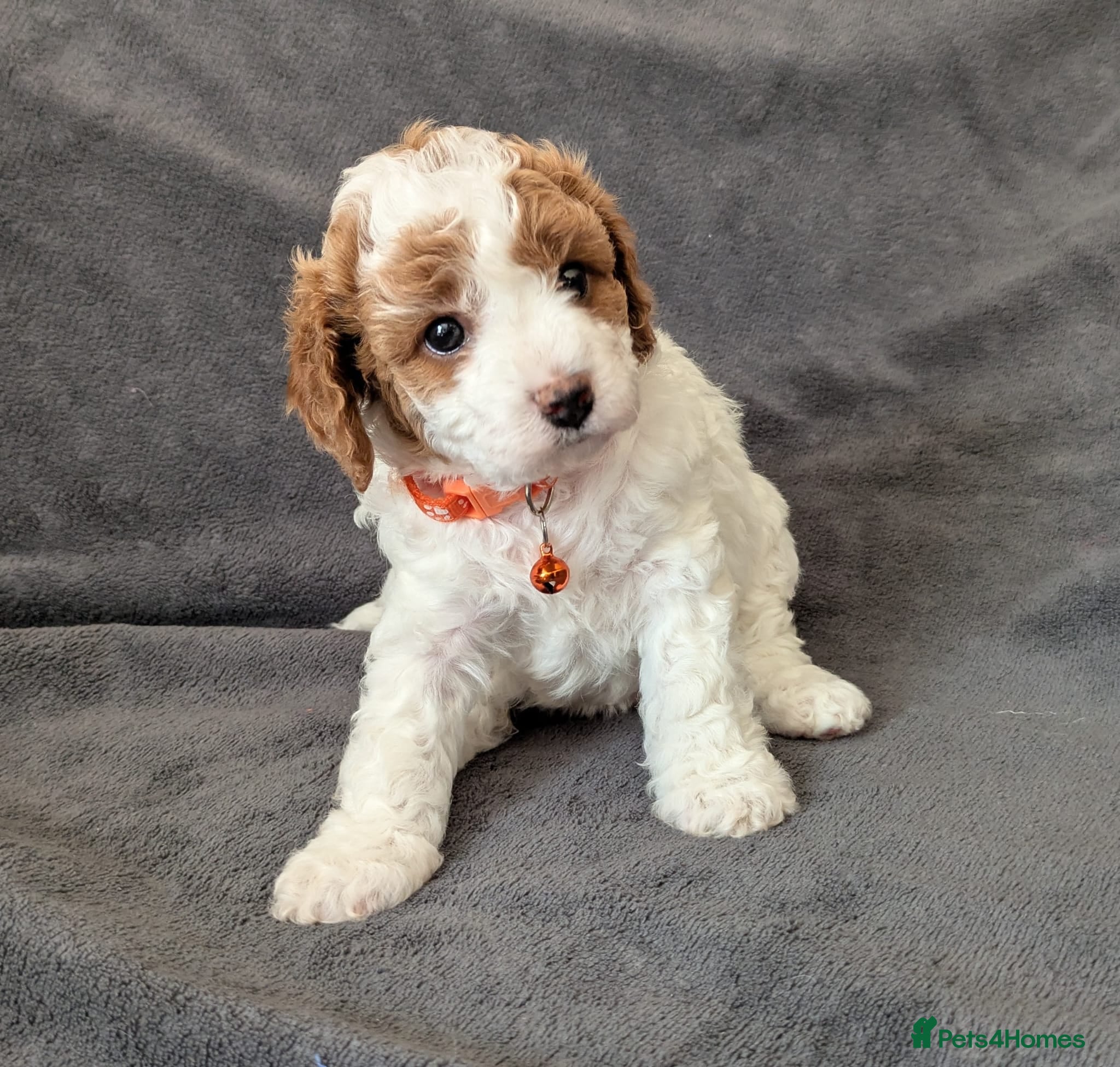 Cavapoo dogs Adorable Cavapoo Puppies From Licensed Breeder - Advert 1