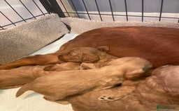 Cockapoo dogs for sale: Beautiful cockapoos - Image 12