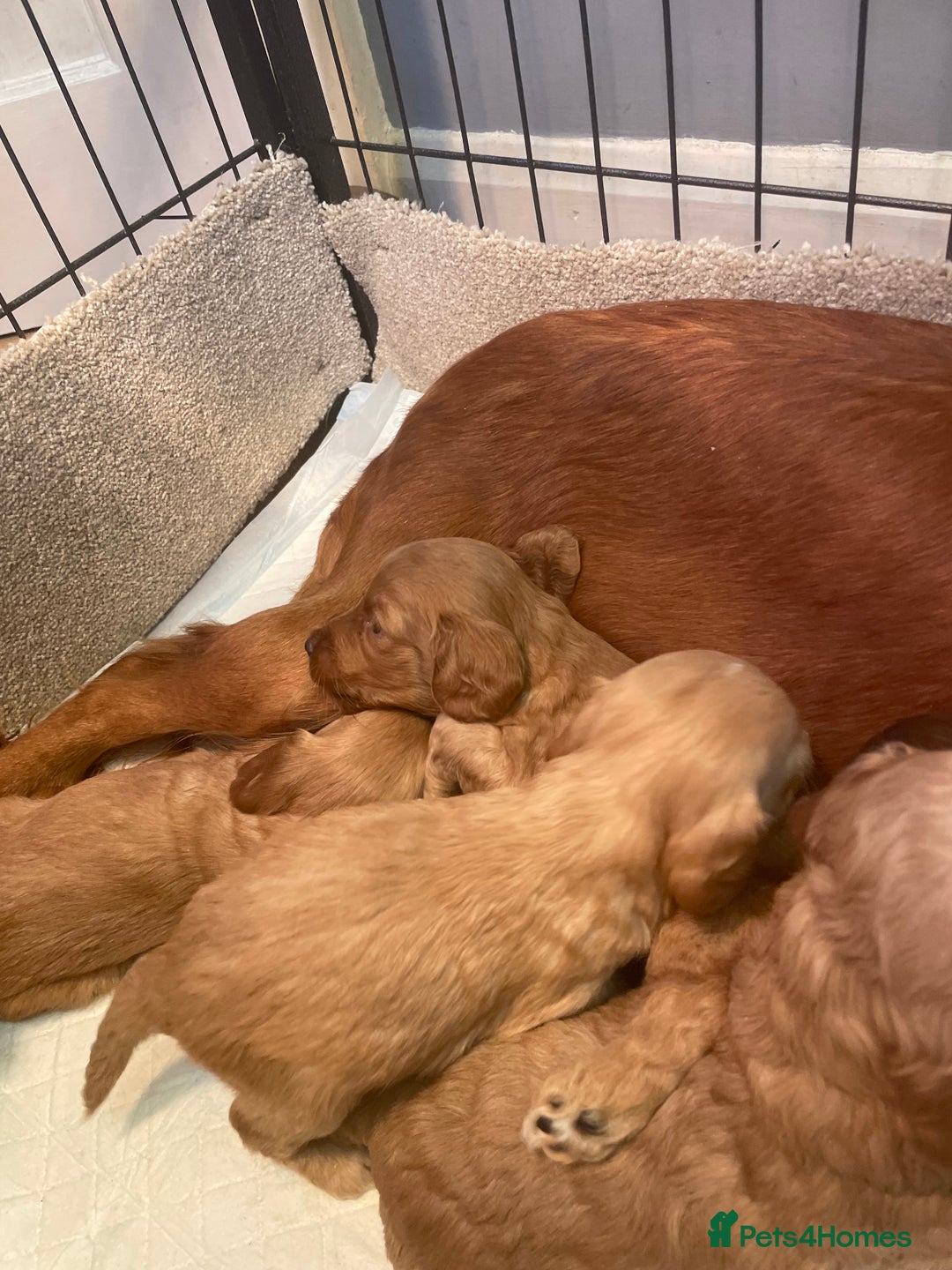 Cockapoo dogs for sale: Beautiful cockapoos - Image 12