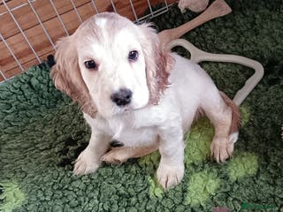 Cocker Spaniel dogs Show type Cocker Spaniel puppies - Advert 18