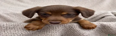 Mixed Breed 1