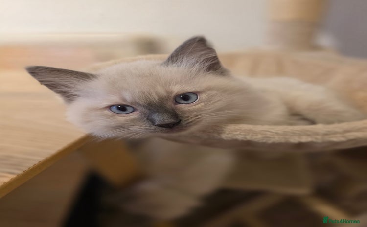 Ragdoll cats - Advert 4