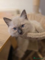 Ragdoll cats - Advert 2