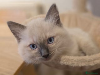 Ragdoll cats - Advert 23