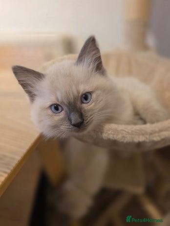 Ragdoll cats - Advert 1