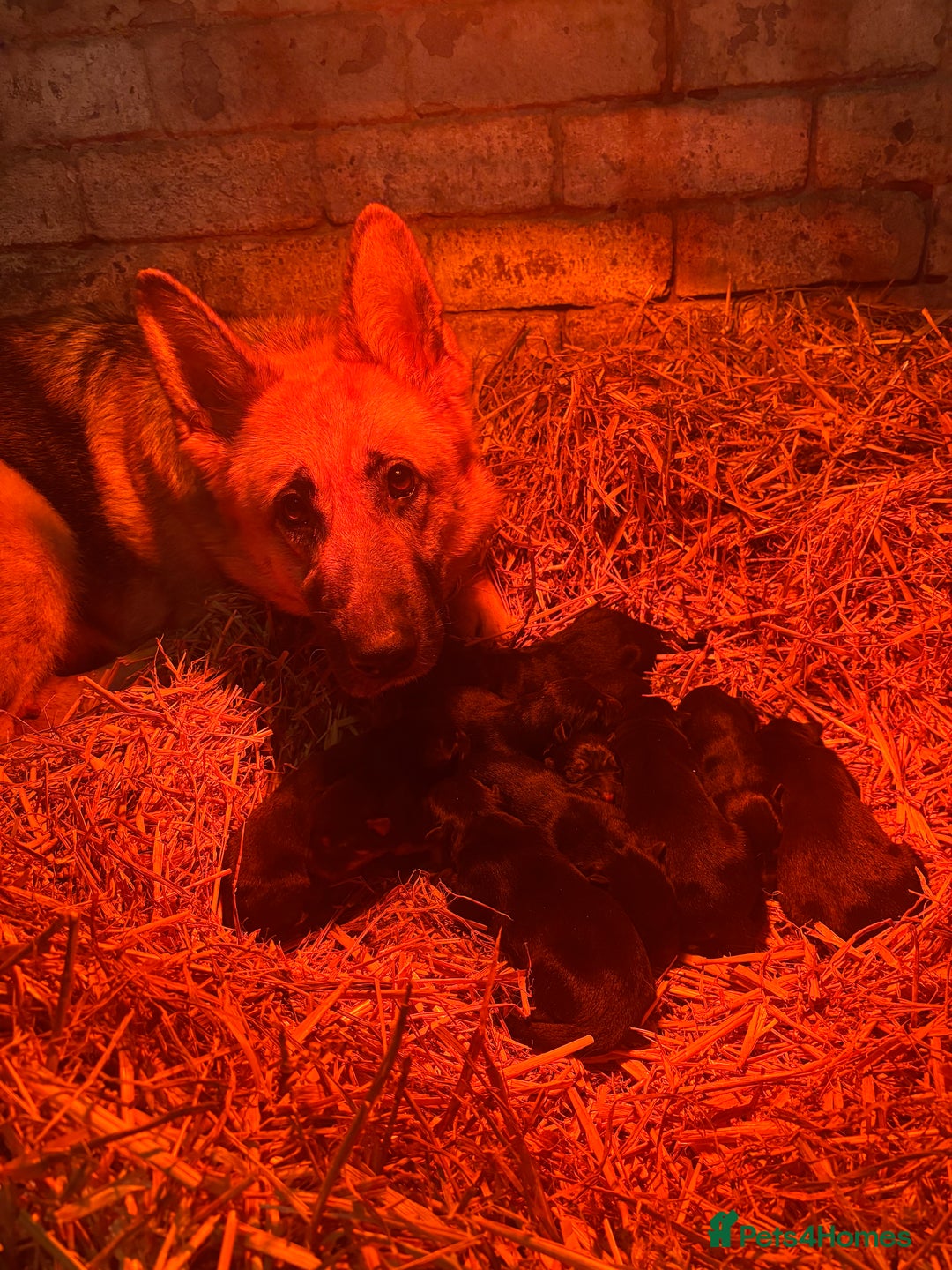 German Shepherd dogs for sale: Farm Bred German Shepard Puppies For Sale - Advert 3