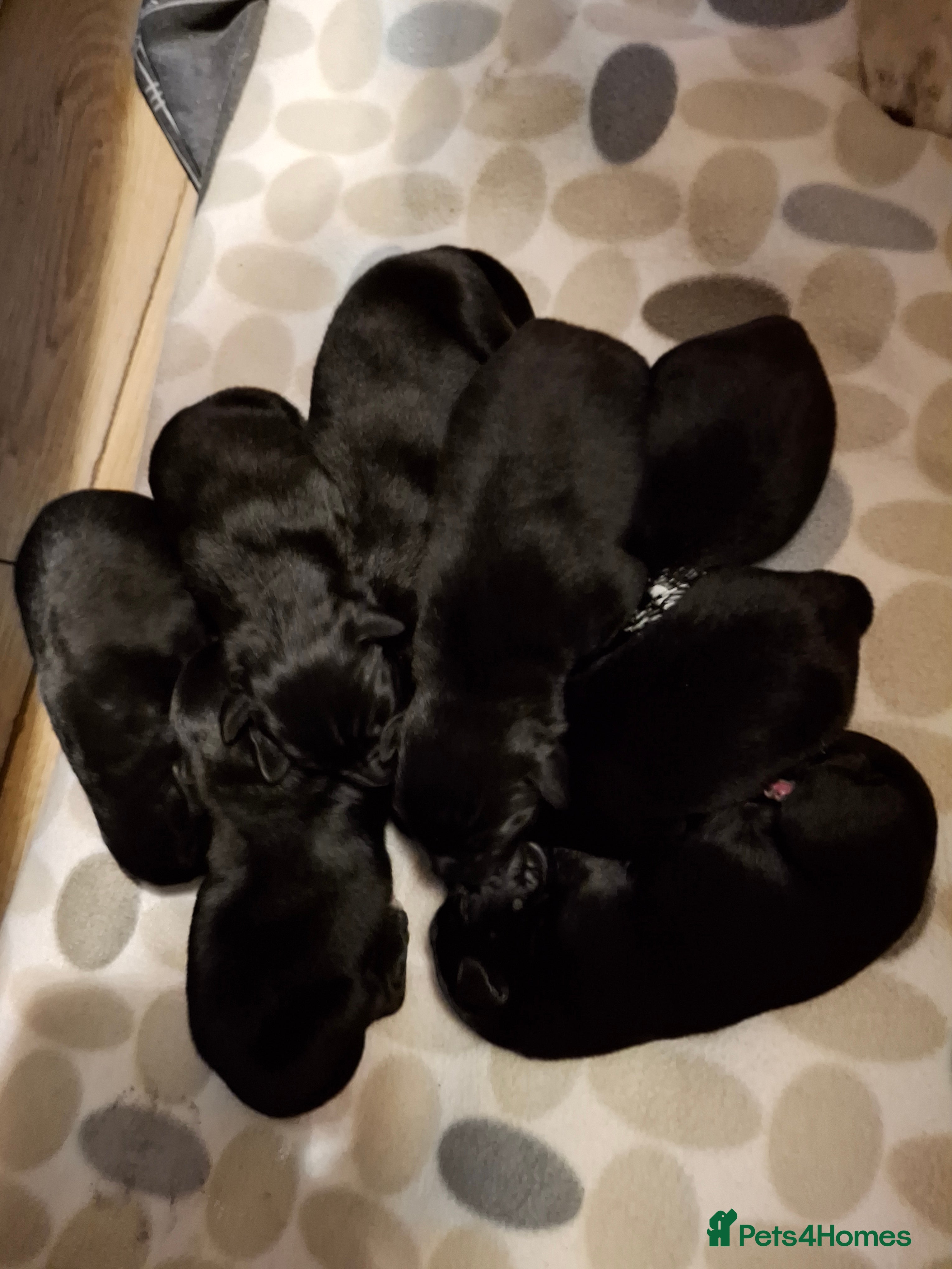 Mixed Breed dogs Lab cross springer/german shepard  in Bolton - Advert 1