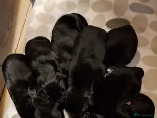 Mixed Breed dogs Lab cross springer/german shepard in Bolton - Advert 1