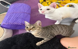 Domestic Shorthair cats for sale:  Parker & Pika – the sweetest sibling duo - Image 3