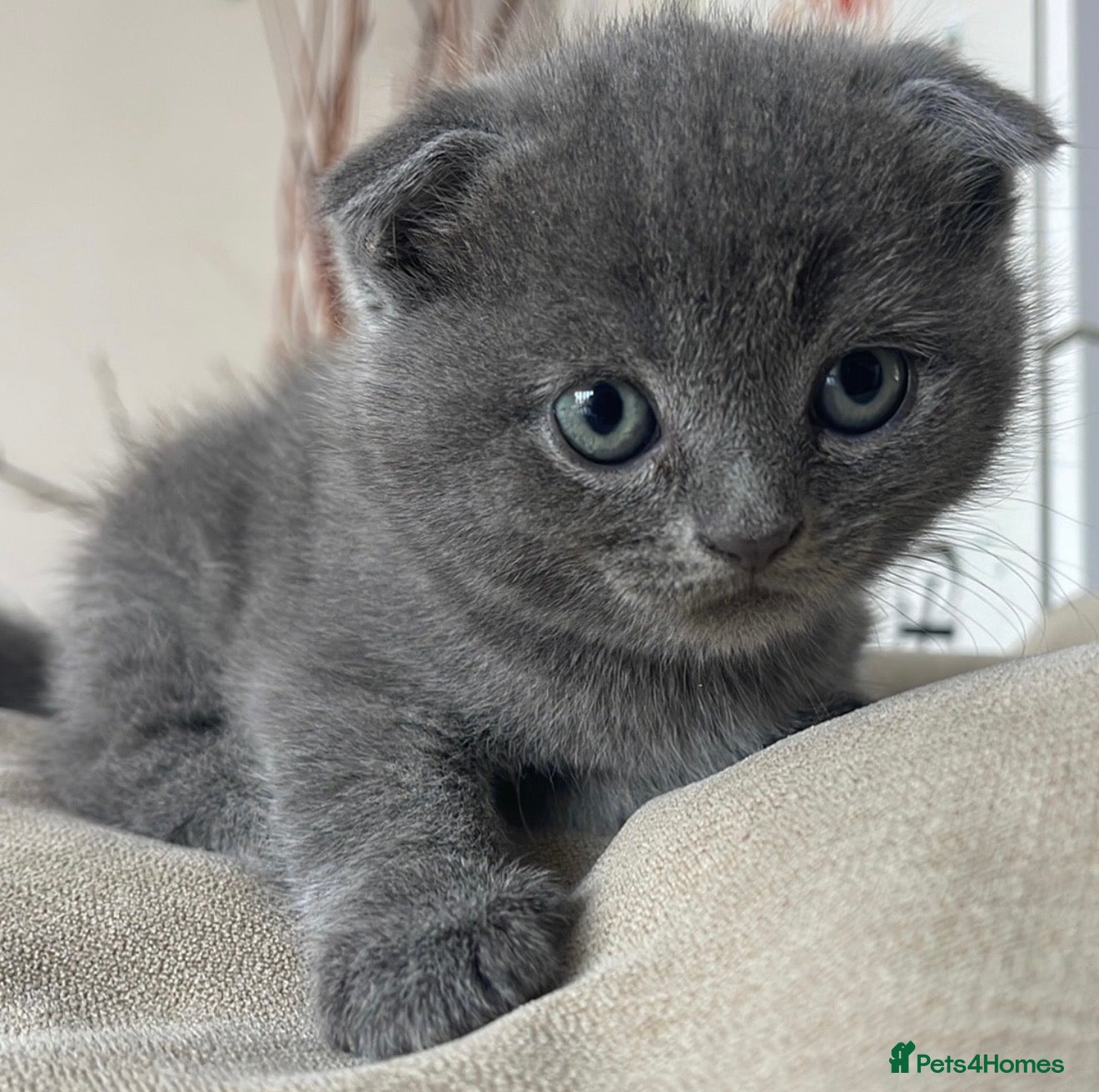 Scottish Fold cats 🐾  Adorable Scottish Fold Kittens  - Advert 4