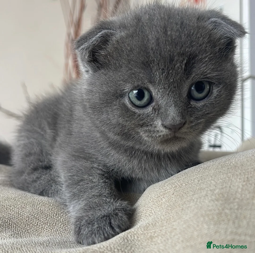 Scottish Fold cats for sale: 🐾  Adorable Scottish Fold Kittens  - Advert 1