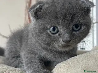 Scottish Fold cats 🐾 Adorable Scottish Fold Kittens - Advert 4