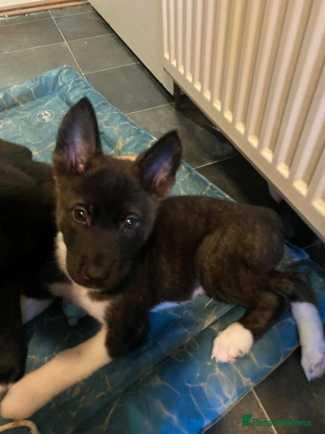 Mixed Breed dogs for sale: Chunky Akita/Huskita mix puppies - Advert 6