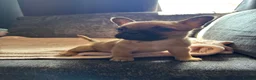 Mixed Breed dogs for sale: French bulldog x Shih Tzu puppies  in Nottingham - Advert 3