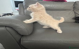 British Shorthair cats for sale: Stunning British shorthair kittens  - Image 18