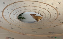 Oriental cats for sale: Male neutered oriental cat  - Image 6