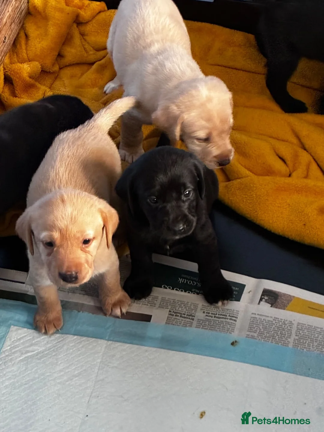 Labrador Retriever dogs for sale: 7 beautiful working Labrador puppies. in Warrington - Advert 1