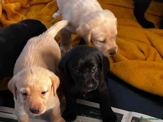 Labrador Retriever dogs for sale: 7 beautiful working Labrador puppies. - Advert 1