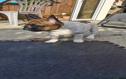 French Bulldog dogs for sale: French Bulldog - Image 11