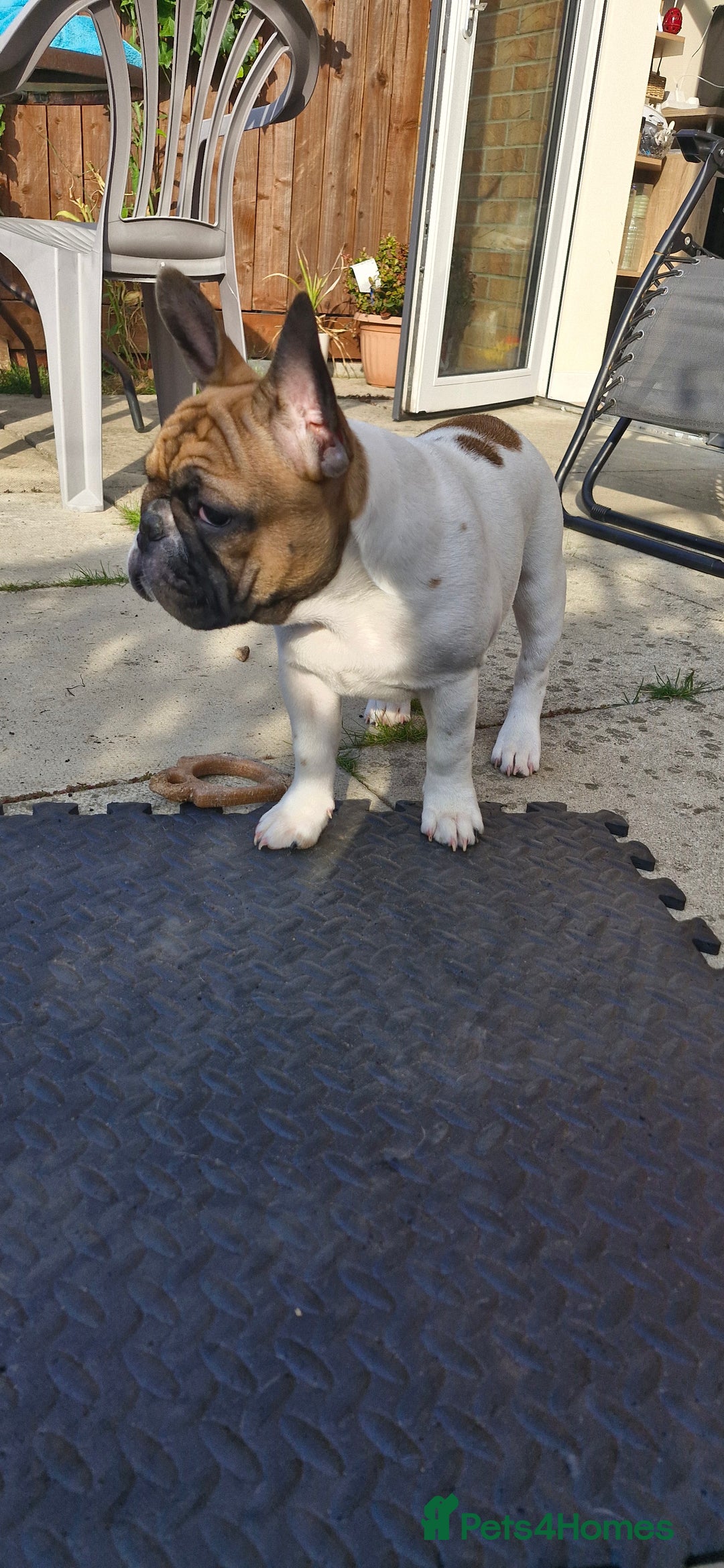 French Bulldog dogs for sale: French Bulldog - Image 11